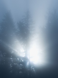 Trees in fog.