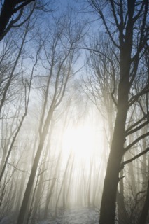 Trees in fog.