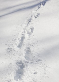 Twigs in snow. Photographe : Jamie Grill
