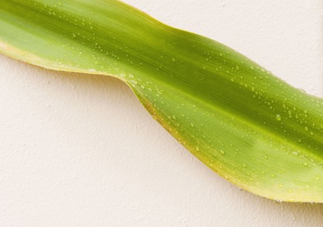 Close up of wet tropical leaf.