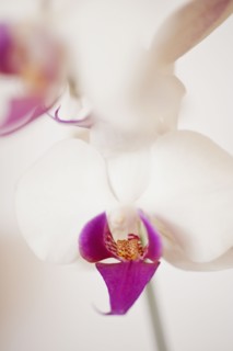 Close up of orchid.