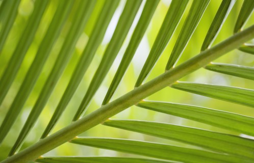 Close up of tropical plant.