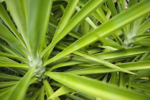 Close up of tropical plant.