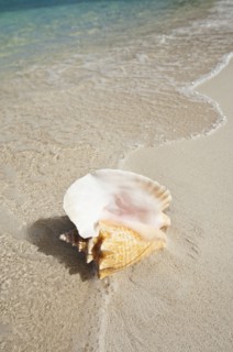 Conch shell on beach.