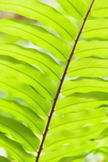 Close up of tropical leaf.