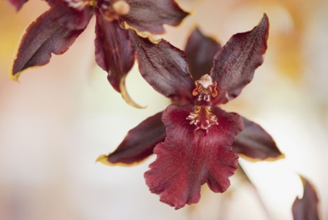 Close up of orchid.