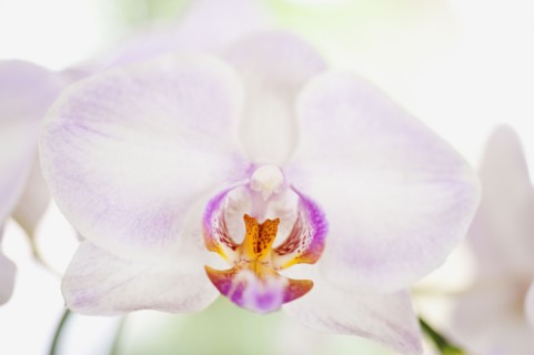 Close up of orchid.