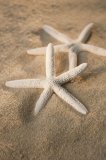 Starfish in sand.