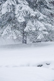 Snowy forest in winter.
