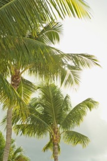 Sunlight on tropical palm trees.