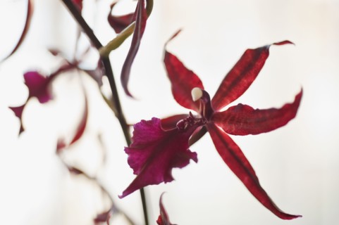 Close up of orchid.