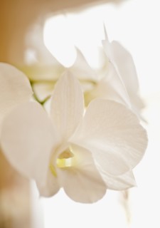 Close up of orchid.