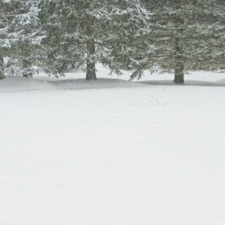 Snowy forest in winter.