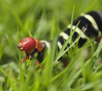 Close up of caterpillar in grass.
