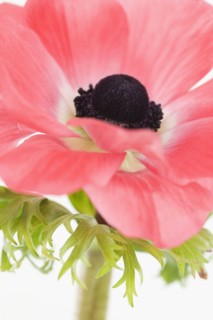 Close up of flower. Photographe : Jamie Grill