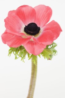 Close up of flower. Photographe : Jamie Grill
