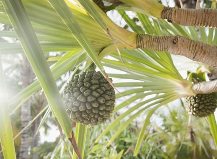 Low angle view of palm tree. Photographe : Jamie Grill