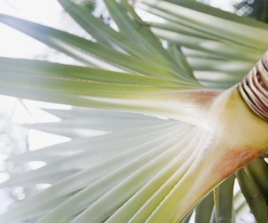 Close up of tropical plant and fruit. Photographe : Jamie Grill