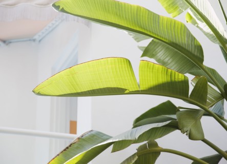 Close up of tropical leaves. Photographe : Jamie Grill