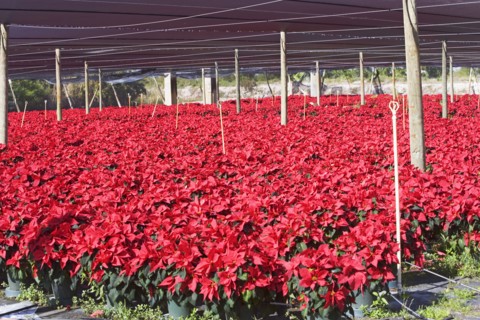 Flowers growing in greenhouse. Photographe : fotog