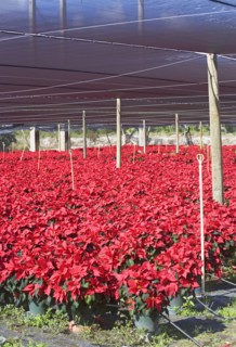 Flowers growing in greenhouse. Photographe : fotog