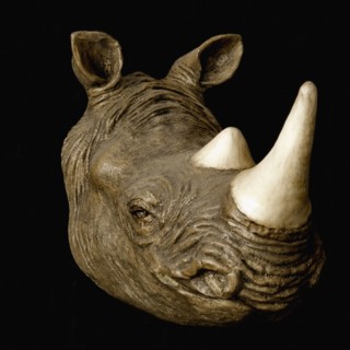 Rhinoceros head. Photographe : Joe Clark