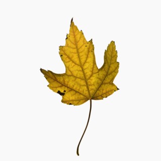 Autumn leaf. Photographe : Joe Clark