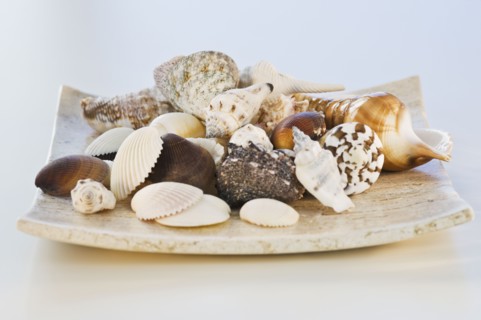 Assorted seashells. Photographe : Daniel Grill