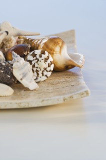 Assorted seashells. Photographe : Daniel Grill