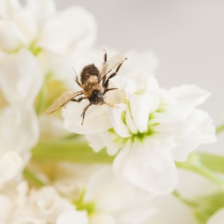 Close up of bee on flower. Photographe : Jamie Grill
