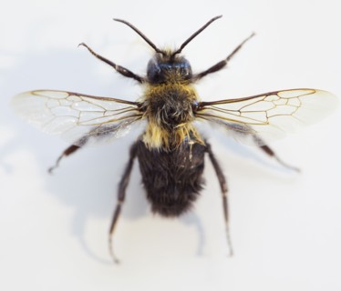 Close up of bee on flower. Photographe : Jamie Grill