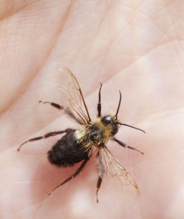 Close up of bee. Photographe : Jamie Grill