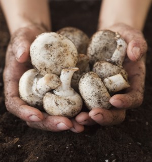 Woman digging up potatoes. Photographe : Jamie Grill