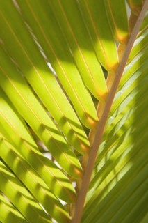 Close up of tropical palm frond.
