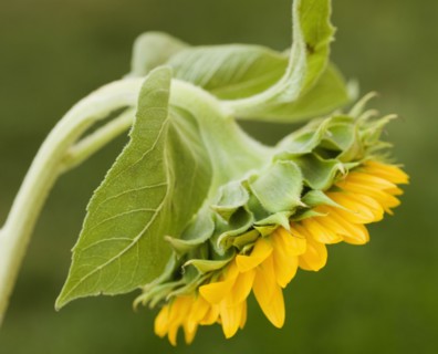 Close up of sunflower. Photographe : Jamie Grill
