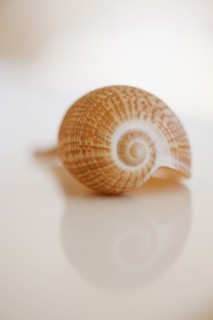 Close up of sea shell.