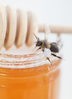 Close up of fresh honeycomb. Photographe : Jamie Grill