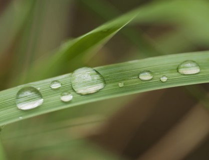 Close up of wet tropical leaf.