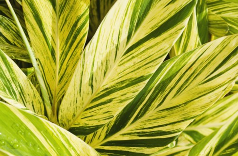 Close up of wet tropical leaf.