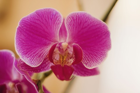 Close up of orchid.
