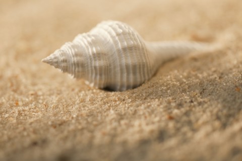 Sea shell in sand.