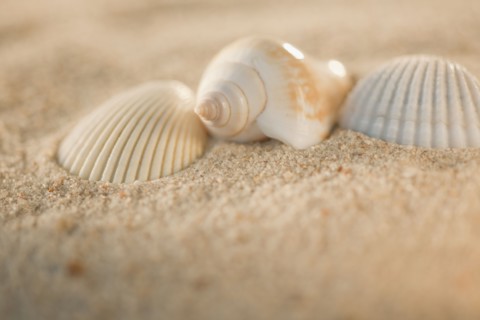 Sea shells in sand.