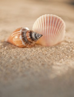 Sea shells in sand.