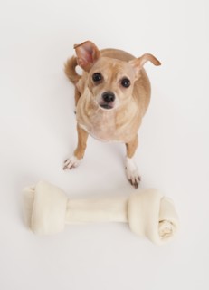 Small dog with big bone.