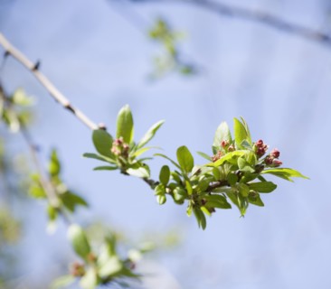 Close up of spring buds on tree. Photographe : Jamie Grill