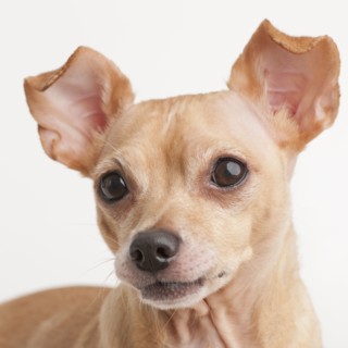 Portrait of small dog.