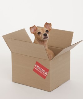 Small dog sitting in box marked fragile.