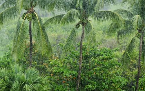 Tropical rainforest.
