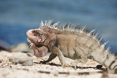 Close up of iguana.