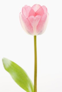 Pink tulip. Photographe : Jamie Grill
